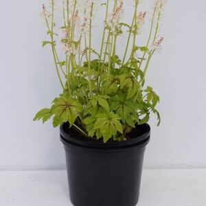 Tiarella 'Jeepers Creepers' ® ---